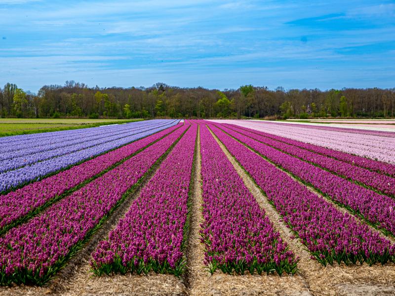 Flower fields around Lisse